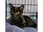 Adopt Salem 2023 a All Black Domestic Shorthair / Mixed cat in Bensalem