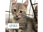 Adopt Spike a Gray or Blue Domestic Shorthair / Mixed cat in Jefferson City