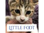 Adopt Little Foot a Gray or Blue Domestic Shorthair / Mixed cat in Jefferson