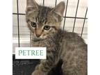 Adopt Petrie a Gray or Blue Domestic Shorthair / Mixed cat in Jefferson City