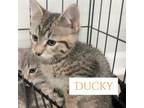 Adopt Ducky a Gray or Blue Domestic Shorthair / Mixed cat in Jefferson City