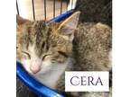 Adopt Cera a Brown or Chocolate Domestic Shorthair / Mixed cat in Jefferson