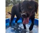 Adopt Jimmy a Black Labrador Retriever / Mixed dog in Oceanside, NY (38713704)
