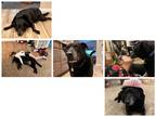 Adopt PAULY a Black - with White Labrador Retriever / Mixed dog in Rootstown