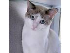 Adopt Mochi a White (Mostly) Domestic Shorthair / Mixed cat in Huntsville