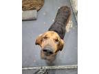 Adopt Molly a Black - with Tan, Yellow or Fawn Bloodhound / Mixed dog in Linton