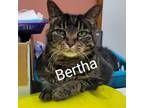 Adopt Bertha 23372 a All Black Domestic Shorthair / Mixed cat in Escanaba