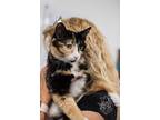 Adopt Avalon a Domestic Shorthair / Mixed (short coat) cat in Crandon