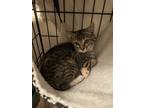 Adopt Skppy a Gray, Blue or Silver Tabby American Shorthair (short coat) cat in