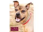 Adopt Rosalin a Tan/Yellow/Fawn Shar Pei / Boxer / Mixed dog in Marina del Rey