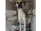 Adopt Victoria (Courtesy Posting) a Tan/Yellow/Fawn - with Black Mountain Cur /