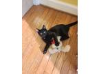 Adopt Jinx a Black (Mostly) Domestic Shorthair (short coat) cat in Sykesville