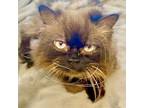 Adopt Picasso a Brown or Chocolate Persian / Mixed cat in Fort Worth