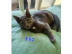 Adopt Fitz a Gray or Blue Domestic Shorthair (short coat) cat in Sykesville
