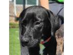 Adopt Pennzoil a Black Catahoula Leopard Dog / Mixed dog in Chatham