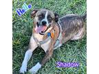 Adopt Shadow a Brindle - with White Terrier (Unknown Type