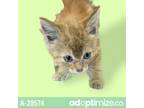 Adopt Batman a Orange or Red Domestic Shorthair / Mixed cat in Tuscaloosa