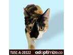 Adopt Molly a Calico or Dilute Calico Domestic Shorthair / Mixed cat in