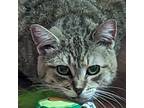 Adopt Tina a Brown Tabby Domestic Shorthair (short coat) cat in Toronto