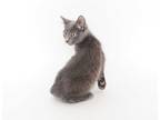 Adopt Murphy a Gray or Blue Domestic Shorthair (short coat) cat in Phoenix