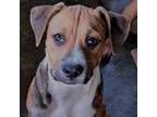 Adopt Max a Brown/Chocolate - with Tan Beagle / Shepherd (Unknown Type) / Mixed