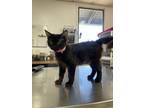 Adopt Neptune a All Black Domestic Longhair / Mixed cat in Stockton