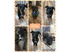 Adopt Ellie a Black - with White Pit Bull Terrier / Basset Hound / Mixed dog in