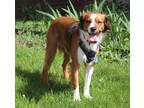 Adopt Jax a Brown/Chocolate Golden Retriever dog in Lafayette, IN (36548563)