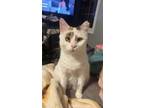 Adopt Pinkie a Domestic Shorthair cat in West Columbia, SC (38712088)