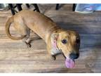 Adopt Jasmine a American Pit Bull Terrier / Labrador Retriever dog in West