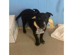 Adopt Knoxlee a Black Patterdale Terrier (Fell Terrier) / Mixed dog in
