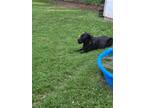 Adopt Jada a Black Labrador Retriever / Mixed dog in Boonville, MO (38712079)