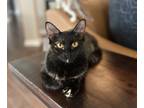 Adopt Zoya a Tortoiseshell Domestic Mediumhair (medium coat) cat in Huntsville