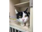 Adopt Pandy a All Black Domestic Shorthair cat in Cheboygan, MI (38711991)