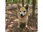 Adopt Noah a Tan/Yellow/Fawn Pomeranian / Mixed Breed (Small) / Mixed dog in