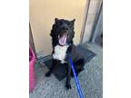 Adopt Kine a Black Shepherd (Unknown Type) / Mixed dog in Madera, CA (38711719)
