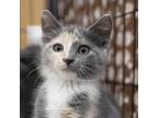 Adopt Tatum Hyattsville a Gray or Blue Domestic Shorthair / Mixed cat in