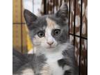 Adopt Oakley Hyattsville a Calico or Dilute Calico Domestic Shorthair / Mixed
