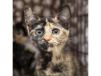 Adopt Hunter Hyattsville a Tortoiseshell Domestic Shorthair / Mixed cat in