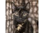 Adopt Hayden Hyattsville a Tortoiseshell Domestic Shorthair / Mixed cat in