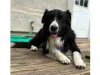 Adopt Rainer's Story a Black - with White Border Collie / Mixed dog in Tulsa