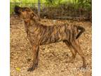 Adopt Ernie a Brindle Hound (Unknown Type) / Treeing Walker Coonhound / Mixed