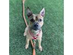 Adopt Baron a Tan/Yellow/Fawn - with White Pit Bull Terrier / Mixed Breed