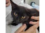 Adopt Ohana a All Black Domestic Mediumhair / Mixed cat in Kingman
