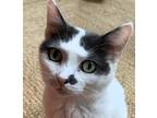 Adopt Gia a White (Mostly) Turkish Van (short coat) cat in Frederick