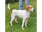 Adopt Waylon a White - with Tan, Yellow or Fawn Coonhound / Hound (Unknown Type)