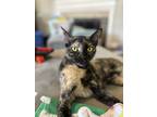 Adopt Peanut Butter a Tortoiseshell Domestic Shorthair (short coat) cat in Katy