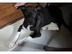 Adopt Brea a Black Labrador Retriever / Border Collie / Mixed dog in Walpole
