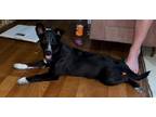 Adopt Satine a Black Labrador Retriever / Border Collie / Mixed dog in Walpole