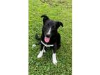 Adopt Hux a Black Labrador Retriever / Border Collie / Mixed dog in Walpole